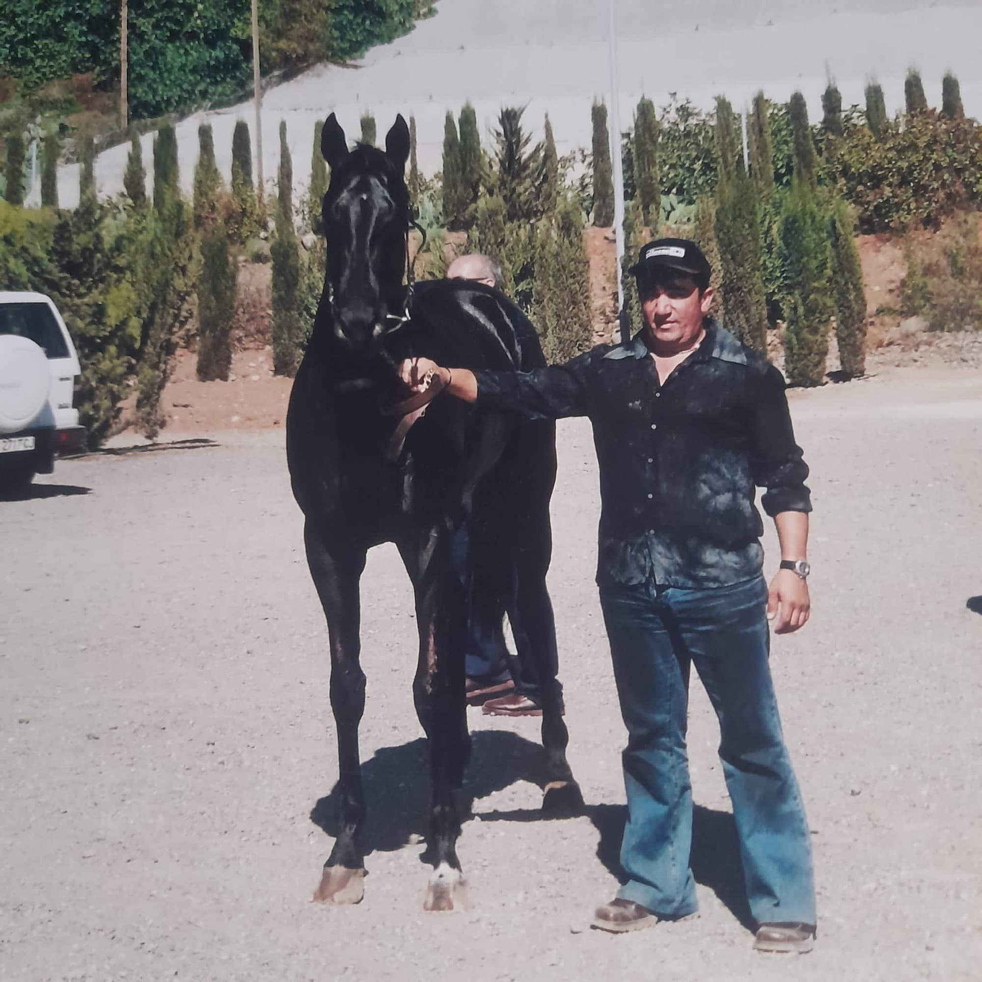 El caballo Zumbel en el hipódromo de San Sebastián